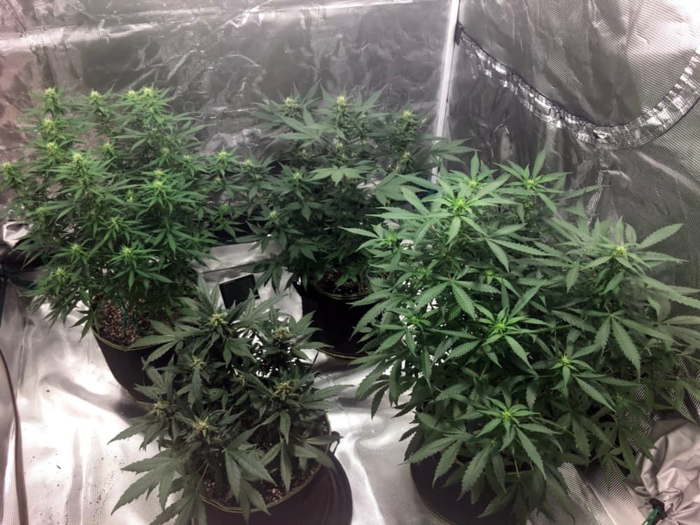 What constitutes drug cultivation